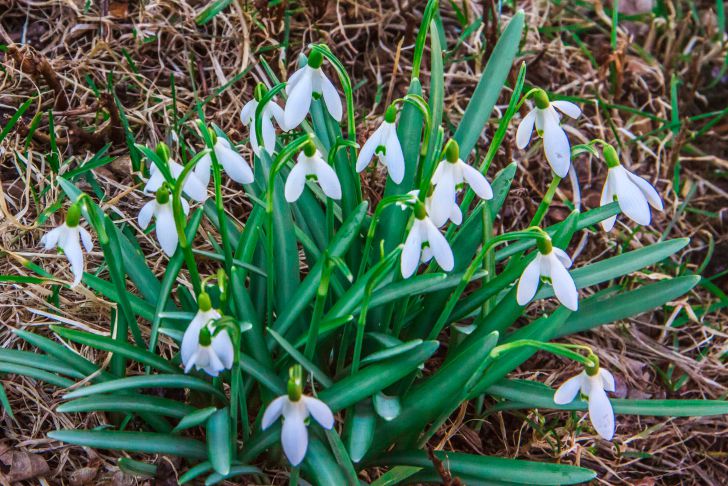 Ко Дню подснежника проведут мастер-классы в Москве цветы