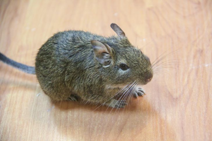 Этот сорняк растет везде: мыши его боятся как огня – не все дачники знают мыши