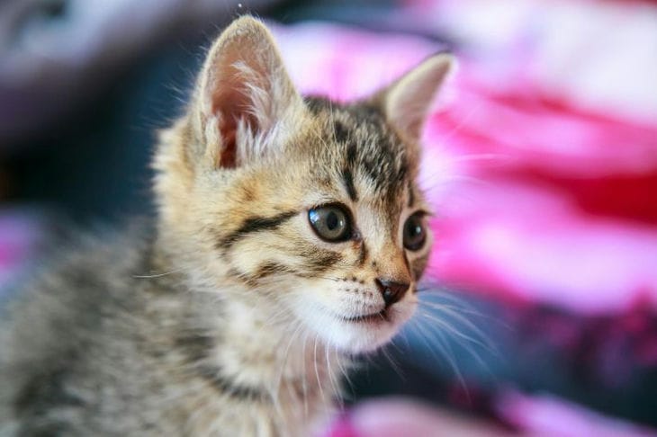 Можно ли коту творог со сметаной: ветеринары раскрывают правду о молочных лакомствах для питомцев кот