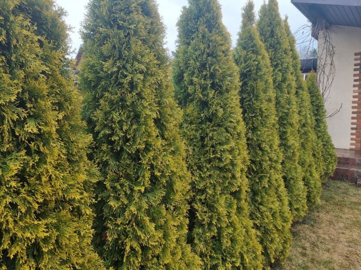 Туя засыхает летом: как поступить с деревом туя