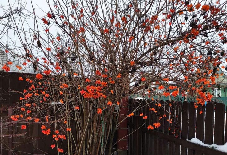 Нужно ли поливать сад осенью: что такое влагозарядный полив сад