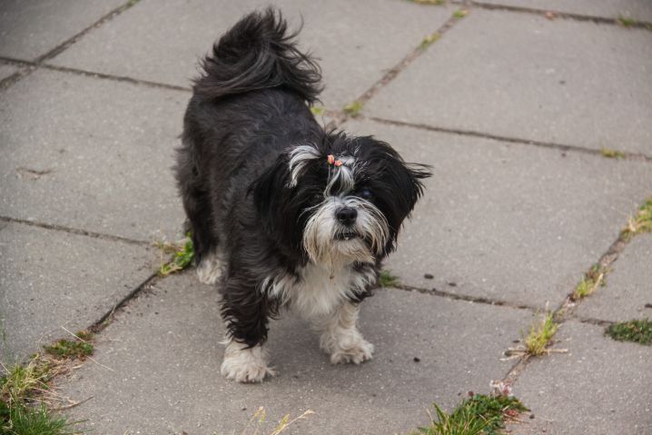 Почему у собаки выпадает шерсть на хвосте: причины и устранение проблем собака