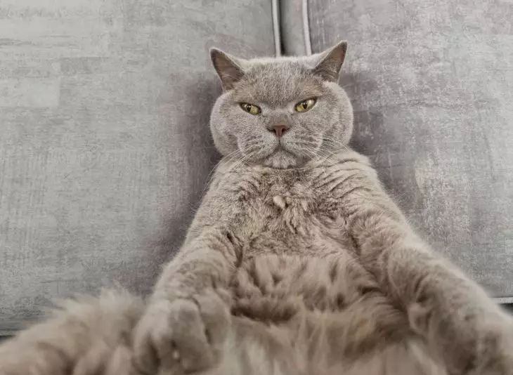 Как понять, что у кошки хорошие манеры: 5 признаков, которые показывают воспитание питомца кошка