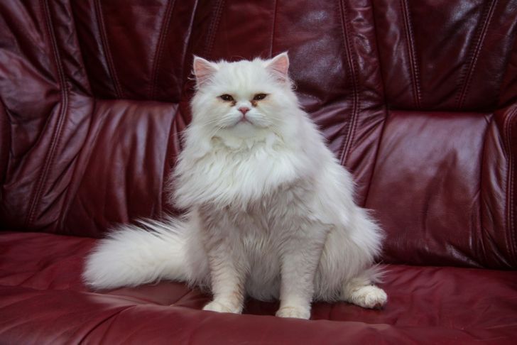 Зачем кошка царапает диван: простые способы сохранить мебель и нервы котик