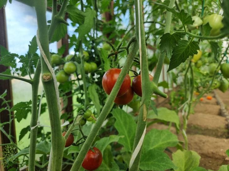 Три секрета ухода за томатами, о которых молчат профи томат