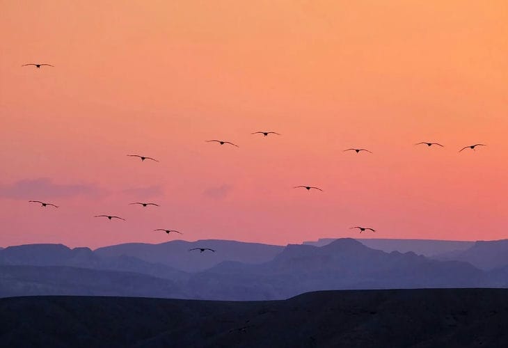 Народные приметы на 19 марта 2025 года: на что указывает возвращение аистов аисты