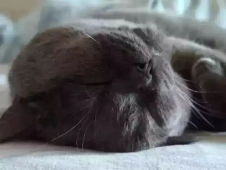 Секреты сна кошек: 5 причин, почему они много спят кошка