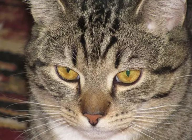 Почему ваш кот смотрит так? Ответ вас удивит кошка