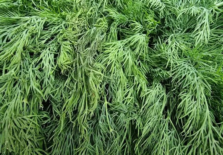 Как вырастить пышный укроп на огороде: секрет богатого урожая укроп