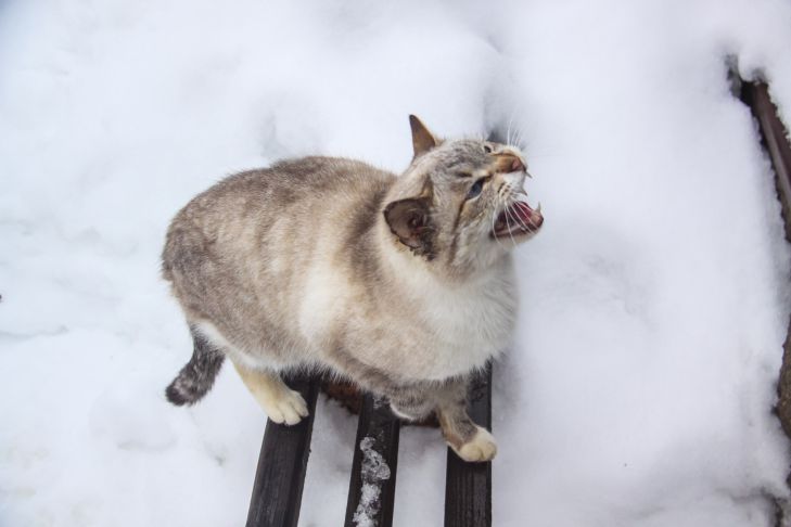 Ветеринары предупреждают: эти 5 продуктов медленно убивают вашу кошку — проверьте свой холодильник кошка