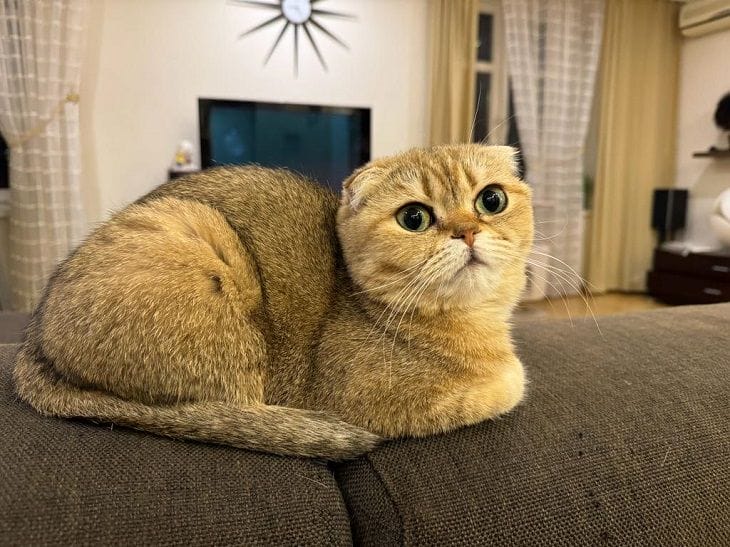 Этот звук влияет на вашу кошку: вы даже не догадываетесь, что включаете его каждый день кот