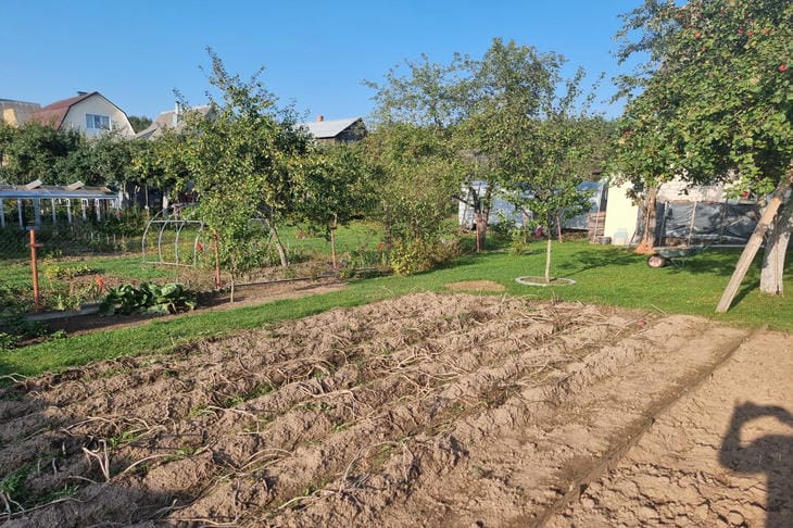 Вы поливаете огород неправильно: метод, который спасёт ваши растения огород