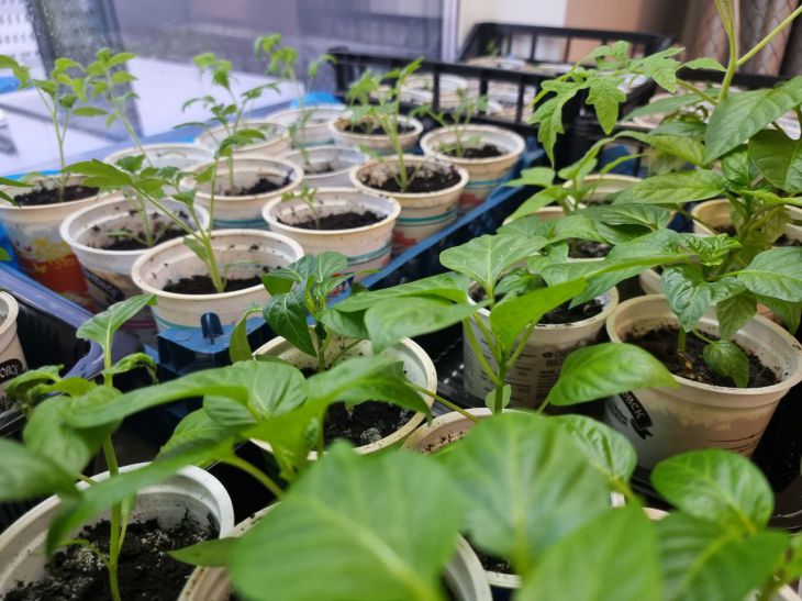 Как вырастить рассаду ТОМАТОВ за 5 дней: лайфхак с пакетом, о котором молчат в YouTube рассада