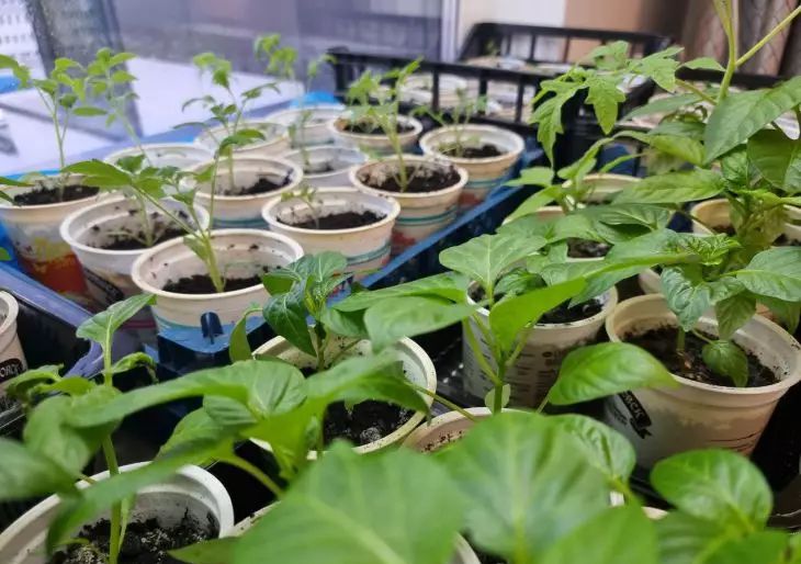 Полейте рассаду так, и соседи обзавидуются: секрет роста, скрытый в простом шаге рассада