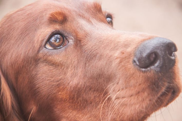 Собака чувствует ваш стресс: как питомцы читают эмоции лучше психологов собака