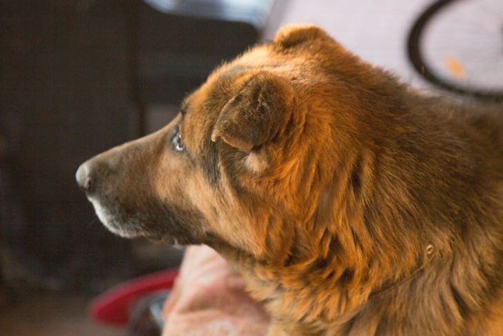 Секреты собачьего носа: 6 ароматов, от которых ваш пес теряет голову Собака