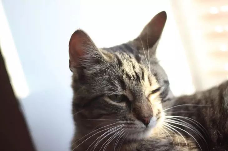 Ваш питомец ведет двойную жизнь: что скрывают ночные вылазки и капризы кошка