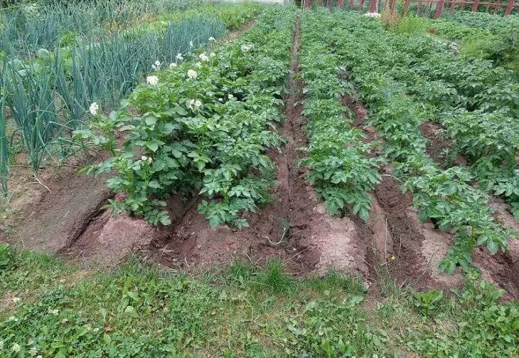 Растения-одиночки: какие культуры не любят соседей огород