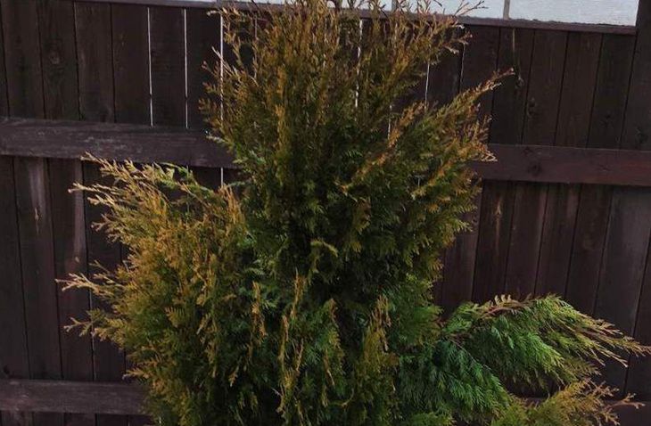 Туя стала напоминать осенний клен? Вот как за копейки вернуть хвойнику насыщенный цвет Туя