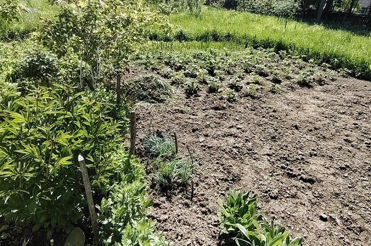 Куда девать сорняки после прополки: 5 полезных вариантов Огород