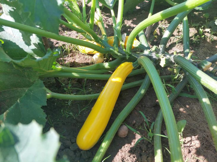 Кабачок