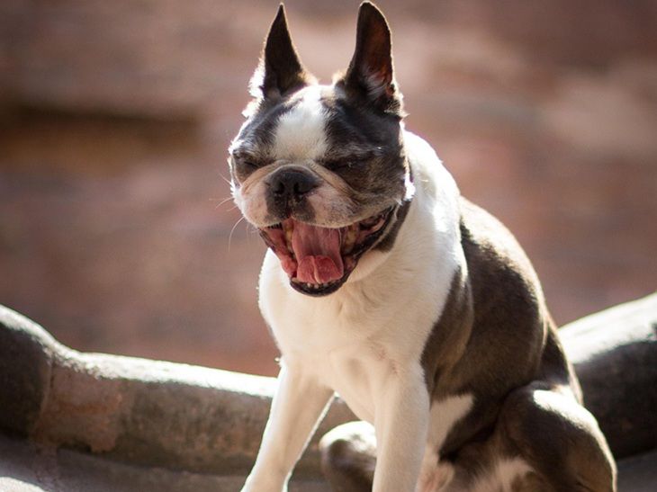 Джентльмен или клоун? Как эта собака обманула даже экспертов Собака