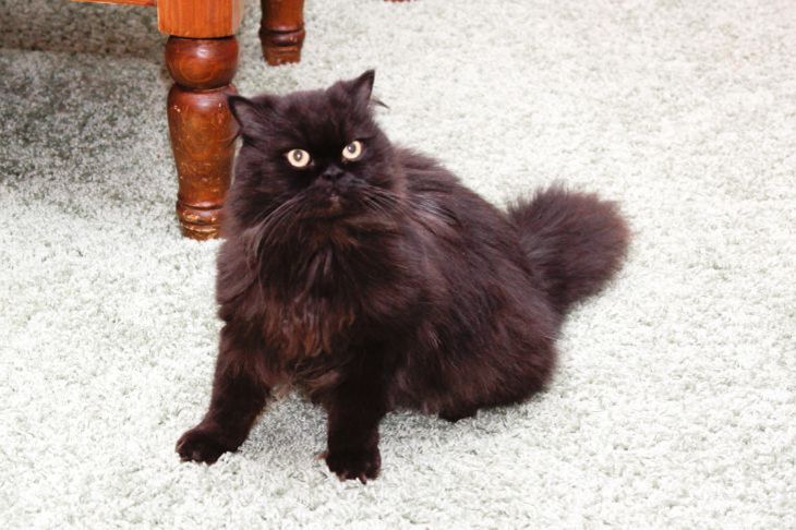 Кот воротит нос от миски? 7 шагов, чтобы вернуть аппетит вашему пушистому гурману Кот