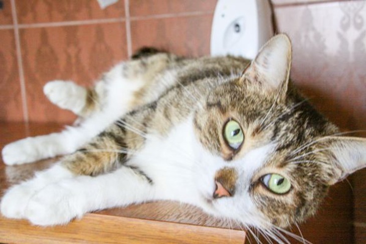 Кошки понимают нас лучше, чем мы думали: открытия ученых Кошка