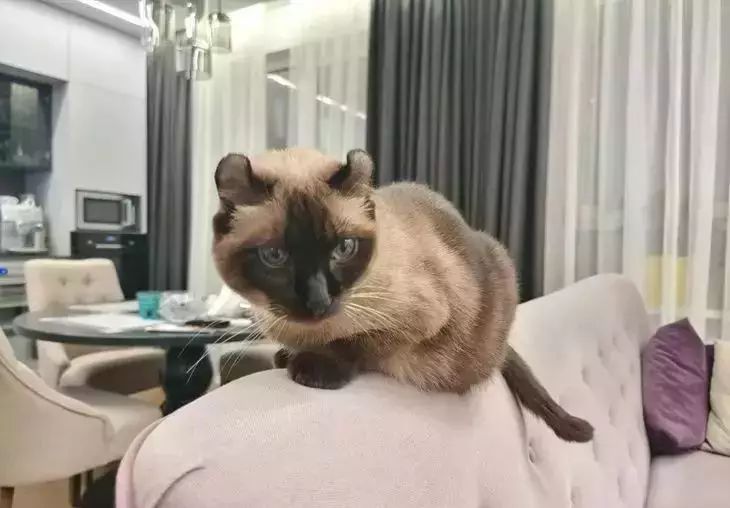 Домашние вещи пугают кошку: 9 из 10 хозяев не замечают их вред кошка