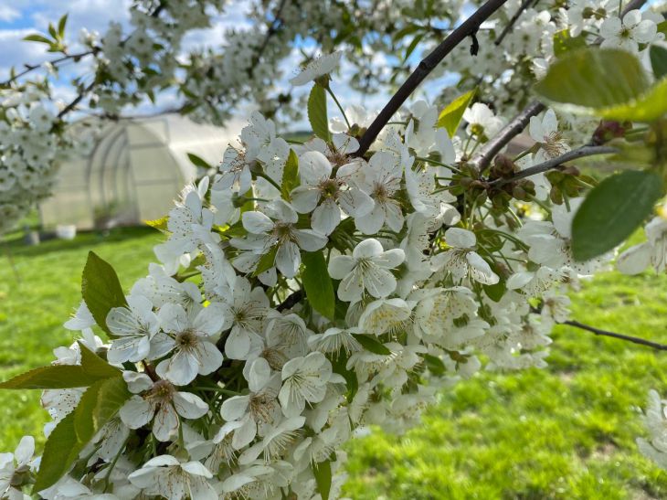 Народные приметы на 13 мая 2025 года: что предвещает цветение черемухи черемуха