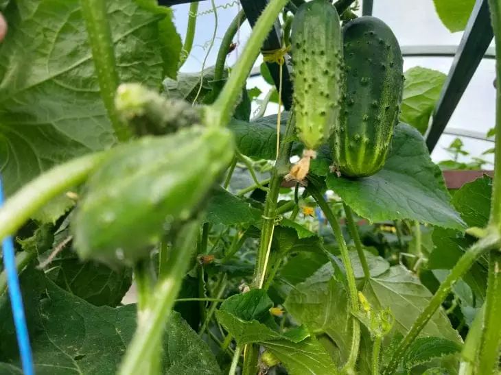 Секрет в лунке: добавьте это при посадке огурцов и соберете хрустящий урожай в два раза больше огурцы