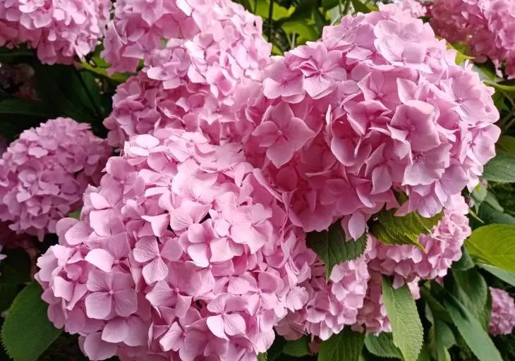 гортензия
