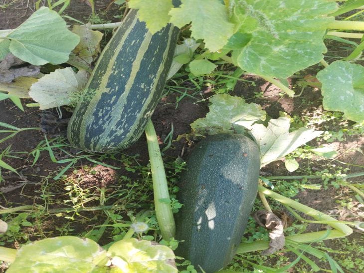 Овощи-гиганты: секреты выращивания метровых кабачков кабачки