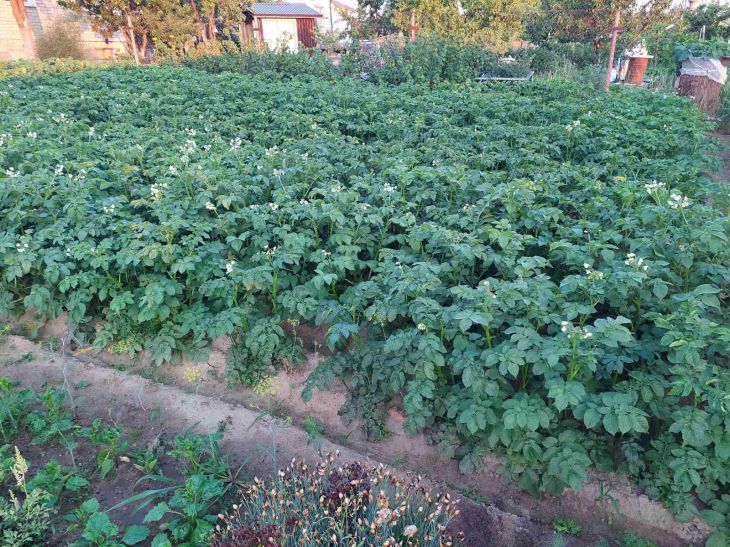 Свекровь превратила дачу невестки в свой огород: история борьбы за собственный участок огород