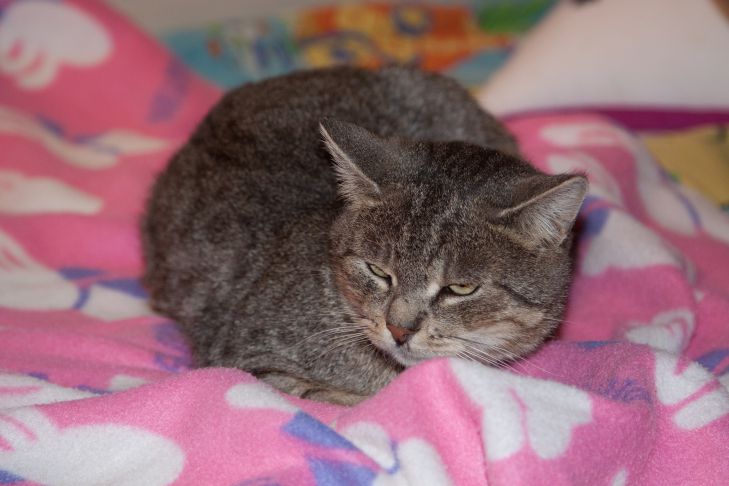 Почему кошка спит в углу: поведение, за которым скрывается депрессия кошка