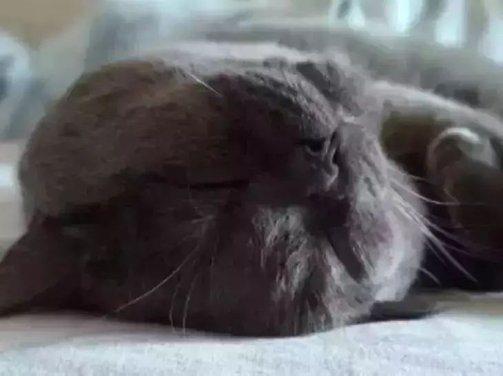 С кем из хозяев спит кошка: причины, которые могут вас удивить кошка