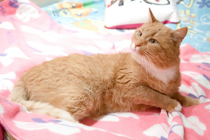 Этот простой метод определения возраста кошки вас точно удивит: проверьте сегодня же кот