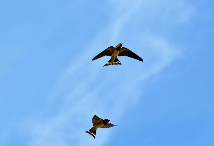 Народные приметы на 20 мая 2025 года: что предвещают ласточки, летающие высоко в небе ласточки