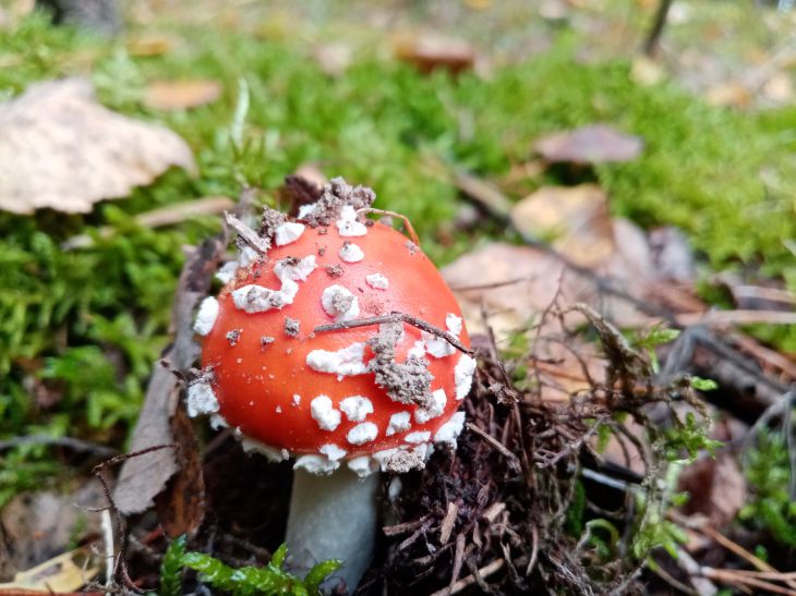 Народные приметы на 3 июня 2025 года: о чем говорит появление мухоморов мухомор