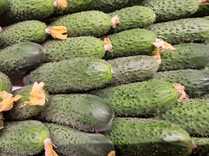 Секрет, который заставит ваши огурцы расти как на дрожжах: соседи спросят рецепт огурцы