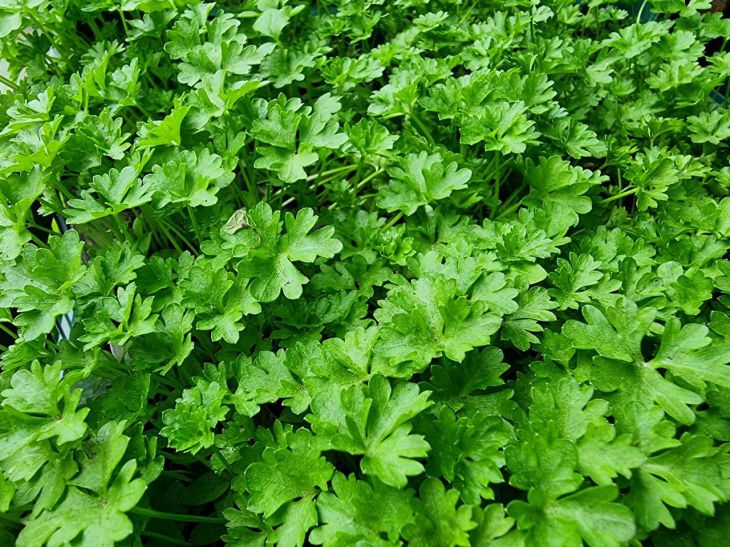 Почему петрушка всходит через месяц: вы совершаете ритуал, который замедляет рост в 5 раз петрушка