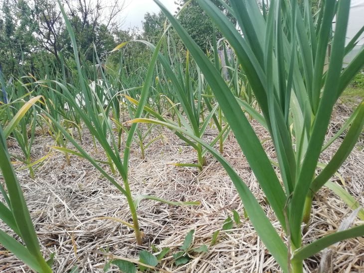 Эти 5 растений украдут ваш урожай: вы их топчете каждый день пырей