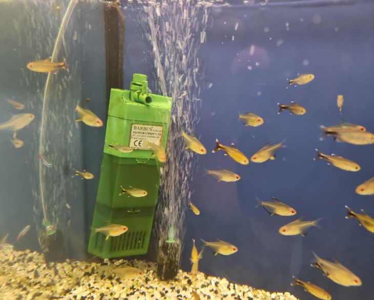 Как рыбы предупреждают о своей смерти: 5 скрытых сигналов в аквариуме рыбки