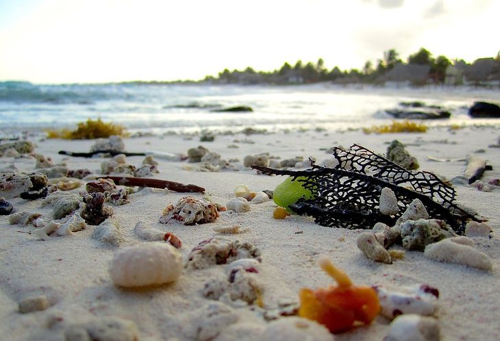 Бывшего директора ФБР заподозрили в угрозах Трампу из-за фото с ракушками ракушка