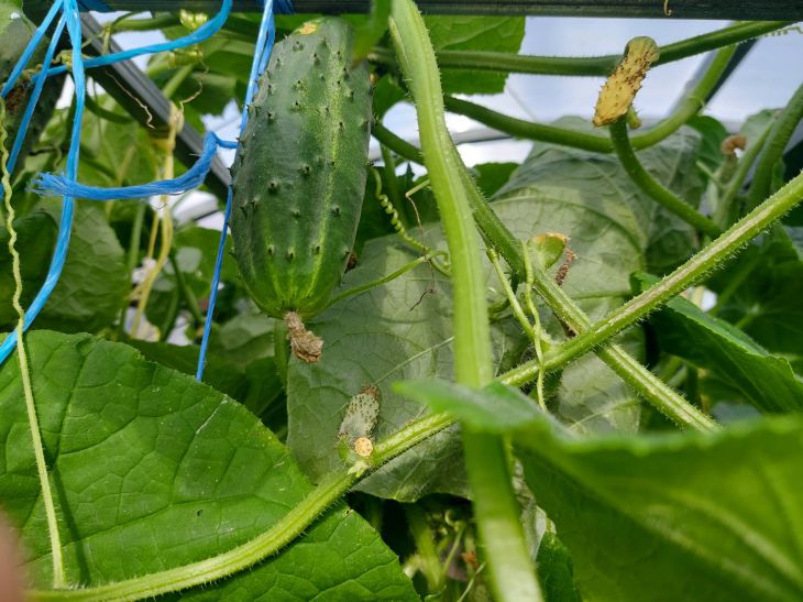 Огурцы хлынут рекой: 1 ложка этого — и урожай до поздней осени Огурцы