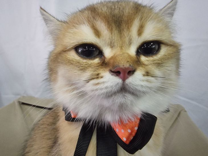 Кошка вас недолюбливает? 8 сигналов, которые вы точно пропустили Кошка