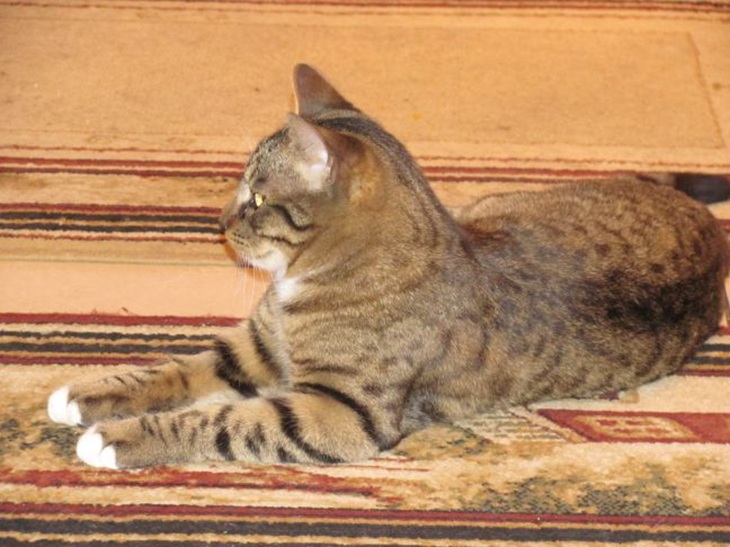 Когти кошки выдают всё: 6 тайн, которые вы обязаны знать Кошка