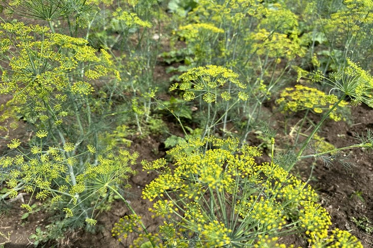 Залейте укроп этим, и он вырастет как на стероидах Укроп