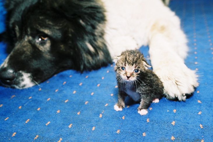 Кошки, которые подружатся с вашим псом: топ пород для гармонии в доме Питомцы