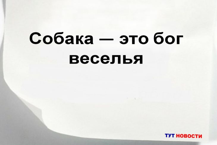 Почему собаки всегда остаются верными? Эти цитаты помогут вам увидеть истину Цитата